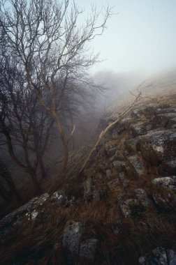 Sabahları sisli bir orman. Beecraigs Country Park, İskoçya