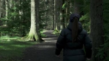 Bir kadın büyük ağaçlarla ormanda bir patika boyunca yürür. 4k video. Beecraigs Country Park, Batı Lothian, İskoçya