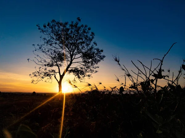 朝の日の出と共に木のシルエット — ストック写真