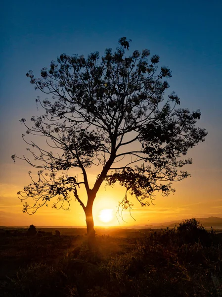 Baumsilhouette Mit Sonnenaufgang Morgen — Stockfoto