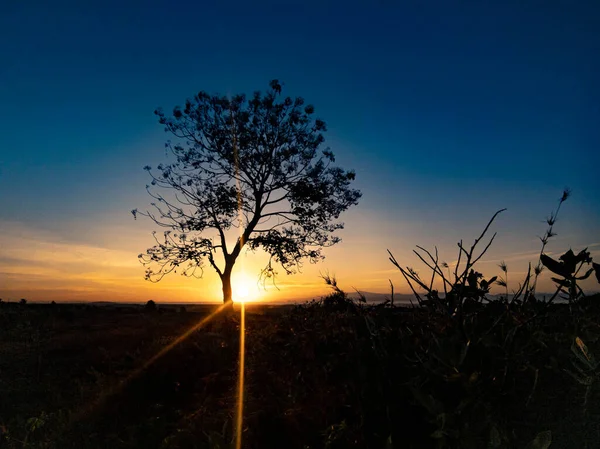Ağaç Silueti Sabah Gün Doğumuyla — Stok fotoğraf