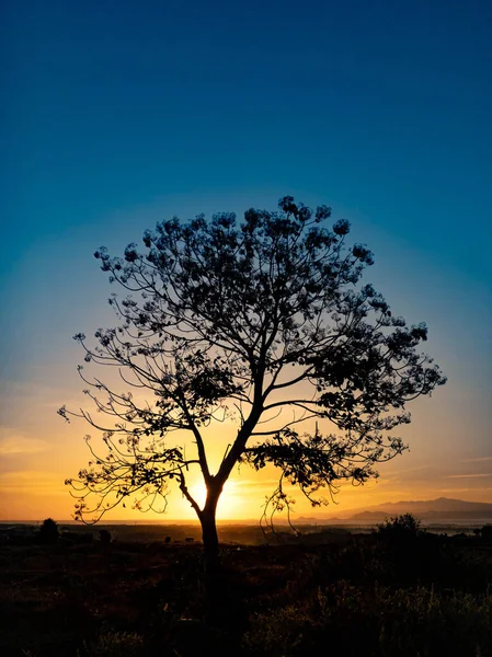 Silhueta Árvore Com Nascer Sol Pela Manhã — Fotografia de Stock