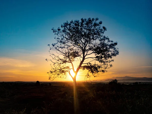 Силуэт Дерева Восходом Солнца Утром — стоковое фото