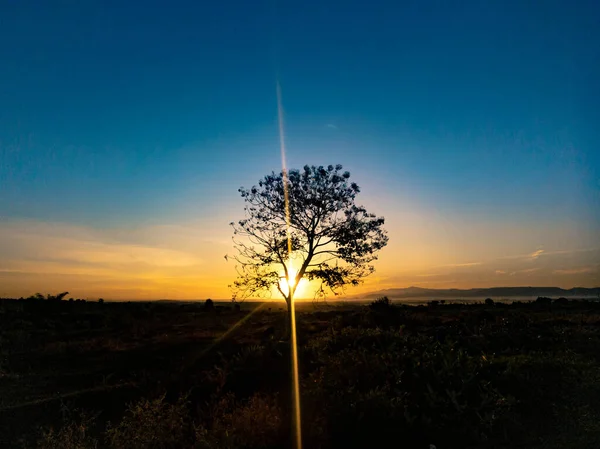 Silueta Stromu Ranním Východem Slunce — Stock fotografie
