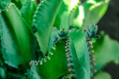 Dikey bahçe dekorasyonu, ağaç kaplarında yetişen dekoratif bitkiler..