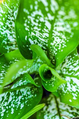 Dikey bahçe dekorasyonu, ağaç kaplarında yetişen dekoratif bitkiler..