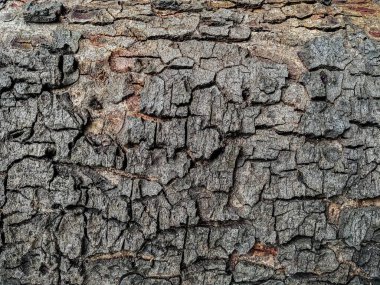 Ahşap doku arka plan eski doğal desen