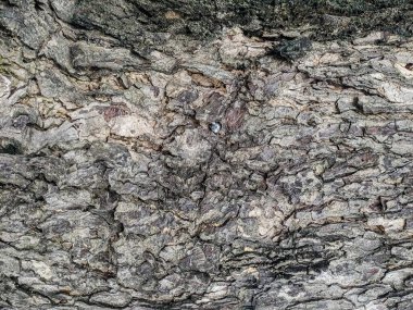 Ahşap doku arka plan eski doğal desen