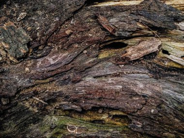 Ahşap doku arka plan eski doğal desen