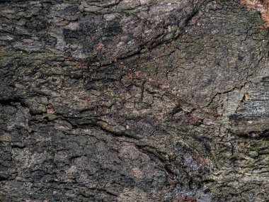 Ahşap doku arka plan eski doğal desen