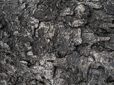 Ahşap doku arka plan eski doğal desen