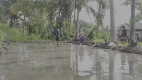 Doğu Lombok Endonezya Şubat 2024 Birisi Pirinç Tarlasında Kirli Suya — Stok video