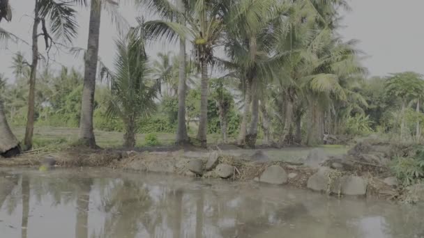 Kokosy Wpadają Brudnej Wody Polach Ryżowych Hdr10 Video Videage — Wideo stockowe