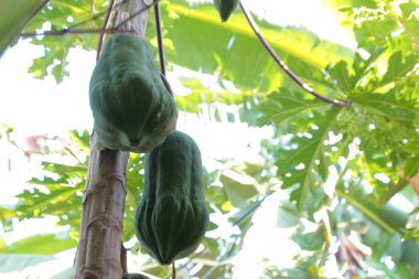 Yakın plan Papaya yeşil sebze ağacı bahçede çiçek açıyor.