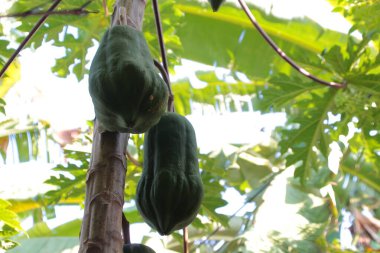 Yakın plan Papaya yeşil sebze ağacı bahçede çiçek açıyor.