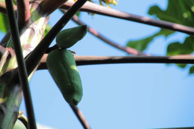 Yakın plan Papaya yeşil sebze ağacı bahçede çiçek açıyor.