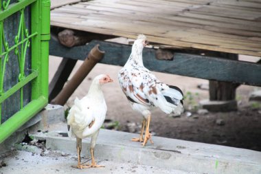 Benekli Tavuk Çekici genç tavuk