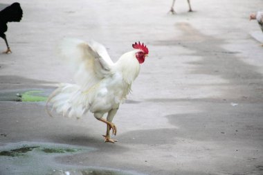 Bahçesinde kırmızı tarak olan beyaz horoz