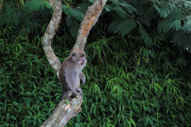 Maymun, Ağaç dalına tünemiş Yeşillikte