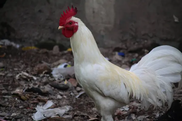 Bahçesinde kırmızı tarak olan beyaz horoz