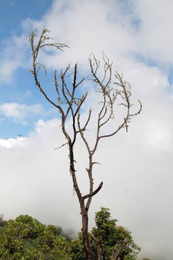 Yapraksız bir ağaç sisli bir ormanda duruyor.