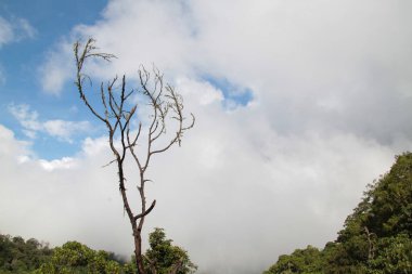 Yapraksız bir ağaç sisli bir ormanda duruyor.