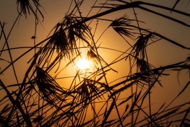 Sabahın ilk ışıklarıyla birlikte çimen silueti