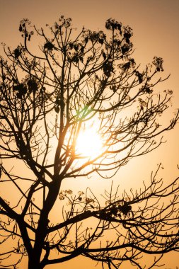 Ağacın silueti Sabah Gündoğumuyla