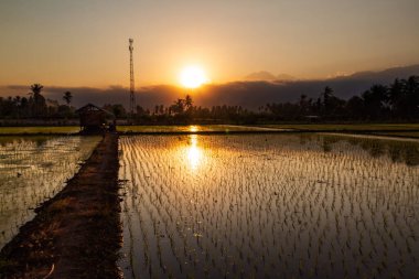 Golden sunset in a rice field in the afternoon clipart