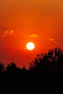 Siluetli Ağaçlarla Turuncu Gün Doğumu