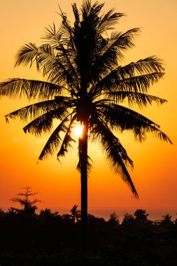 Hindistan cevizi ağacı siluetiyle portakal rengi gün doğumu