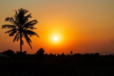 Hindistan cevizi ağacı siluetiyle portakal rengi gün doğumu