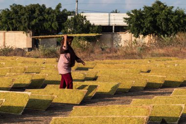Tütün çiftçileri, 18 Haziran 2024 'te Lombok, Endonezya' da çekilmiş açık havada dilimlenmiş tütün yapraklarını kurutuyorlar.
