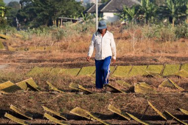 Tütün çiftçileri, 18 Haziran 2024 'te Lombok, Endonezya' da çekilmiş açık havada dilimlenmiş tütün yapraklarını kurutuyorlar.