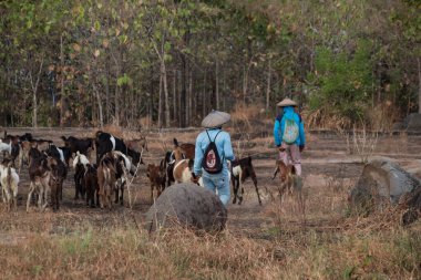 Bir grup keçi kayalık, kuru bir çayırda