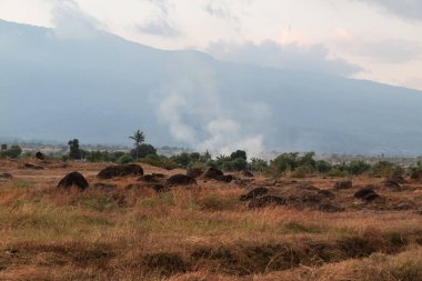 Arka planda sisle kaplı dağlarla kaplı Rocky çayır manzarası