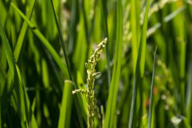 Bulanık bir arkaplanda genç pirinç tanelerinin yakın görüntüsü