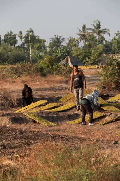 stock image tobacco farmers are drying sliced tobacco leaves outdoors, photo taken on Lombok, Indonesia June 18 2024