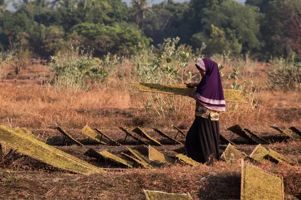 Stock image tobacco farmers are drying sliced tobacco leaves outdoors, photo taken on Lombok, Indonesia June 18 2024