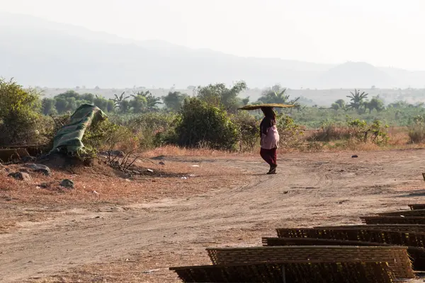 stock image tobacco farmers are drying sliced tobacco leaves outdoors, photo taken on Lombok, Indonesia June 18 2024