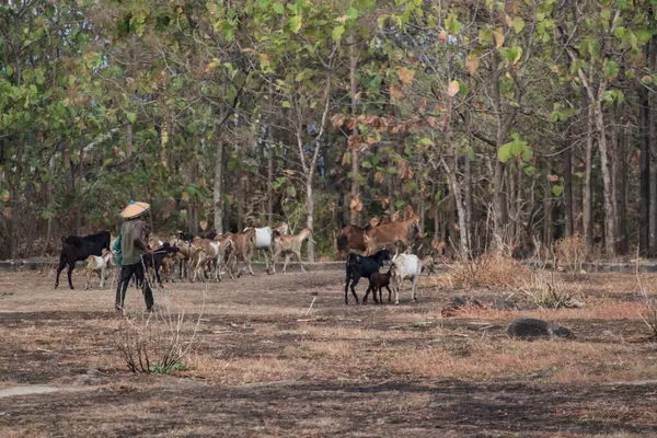 stock image A group of goats on a rocky dry grass savanna