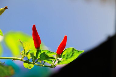 Sapında küçük kırmızı biberler yakın görünüm