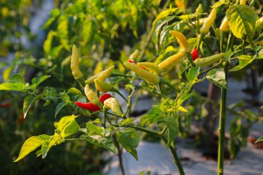 Sapında küçük kırmızı biberler yakın görünüm