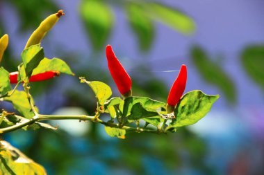 Sapında küçük kırmızı biberler yakın görünüm