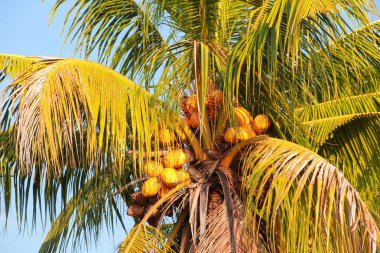 Ağaçta sarı derili hindistan cevizi meyvesi.