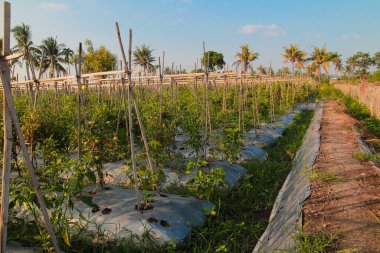 Büyük kırsal sebze bahçesi, gökyüzü ve ağaçların arka planı.