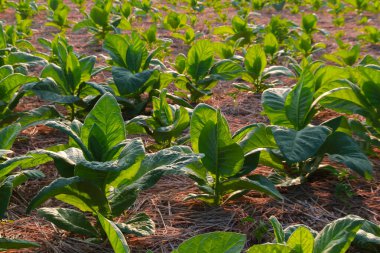 Tütün tarlalarında büyüyen büyük yaprak tütün bitkileri