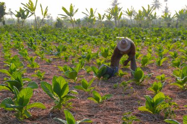 Tütün çiftçileri 16 Haziran 2024 sabahı Endonezya 'nın Lombok şehrinde bitkileri gübrelerler.
