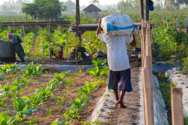 Tütün çiftçileri ürünleri için gübre getirirler 16 Haziran 2024 'te Lombok, Endonezya' ya