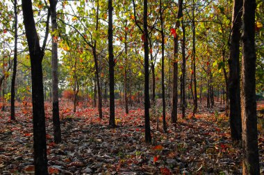 Yapay Orman, Karışık Yapay Orman, Lombok, Endonezya Ormanı